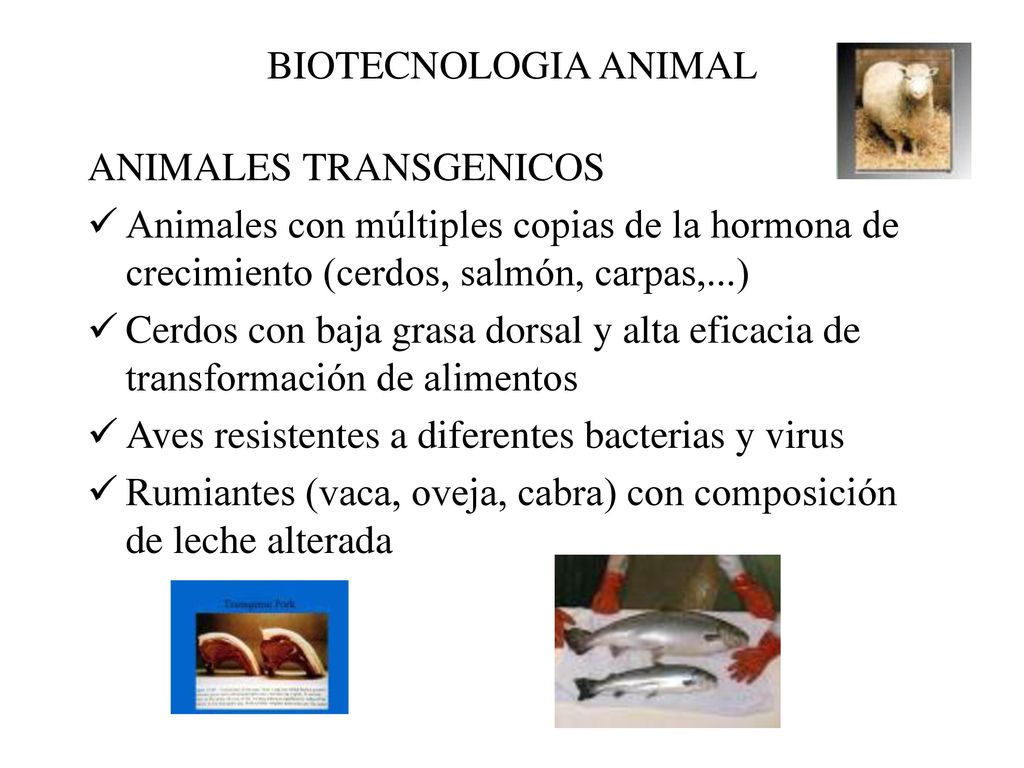BIOTECNOLOGIA ANIMAL ANIMALES TRANSGENICOS. Animales con múltiples copias de la hormona de crecimiento (cerdos, salmón, carpas,...)