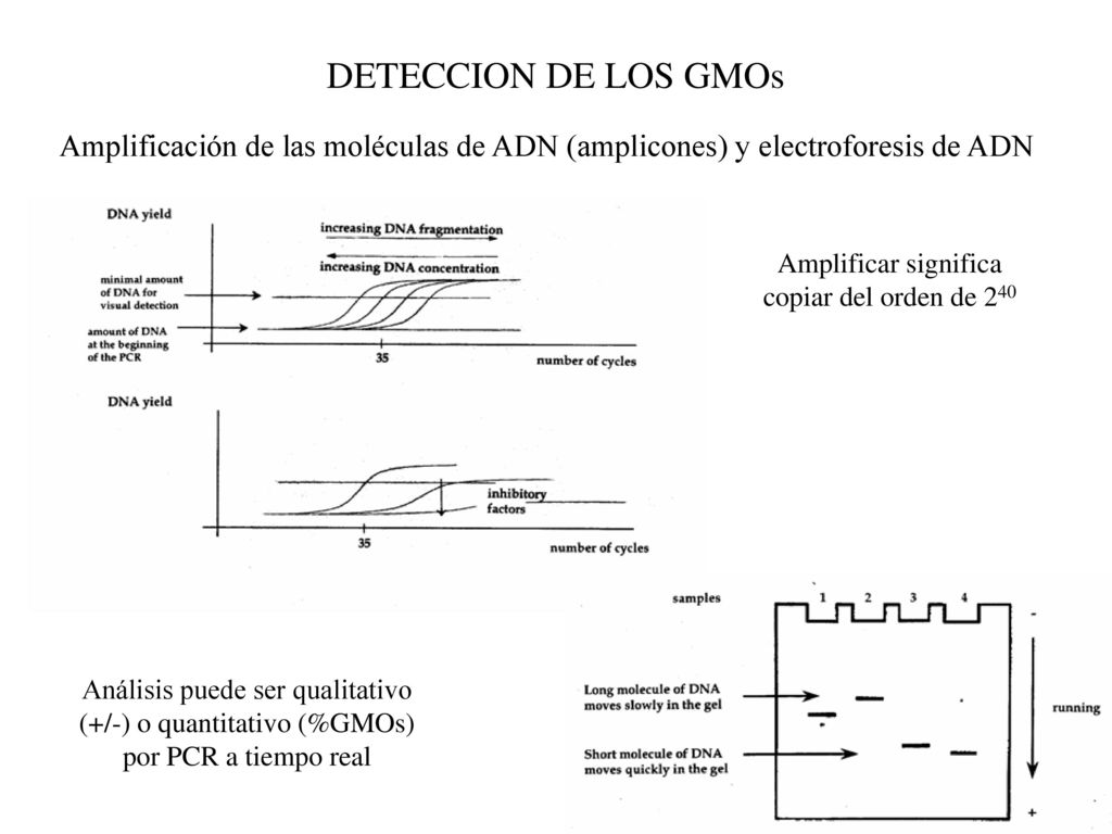 Amplificar significa copiar del orden de 240