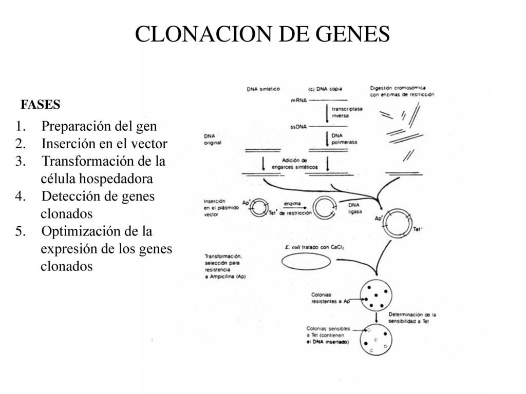 CLONACION DE GENES Preparación del gen Inserción en el vector