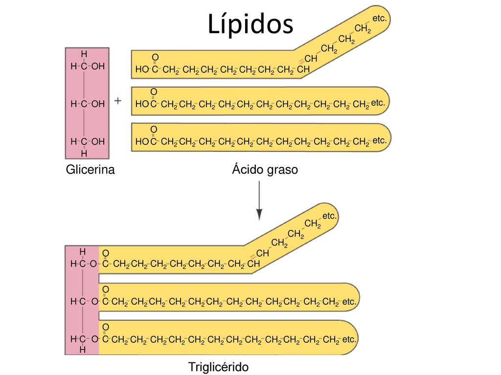 Lípidos Glicerina Ácido graso Triglicérido C OH H C O HO CH etc. CH2