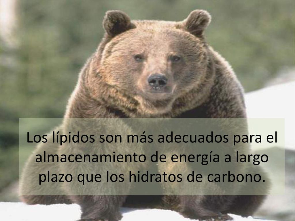 Los lípidos son más adecuados para el almacenamiento de energía a largo plazo que los hidratos de carbono.