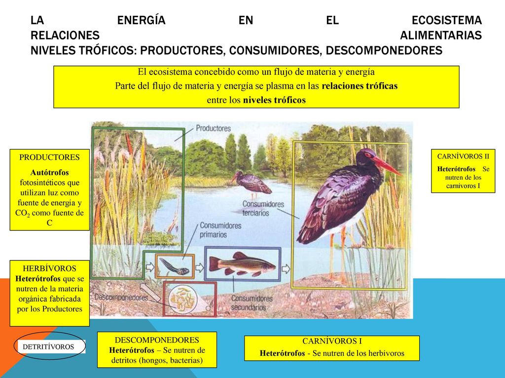 La energía en el ecosistema Relaciones alimentarias Niveles tróficos: Productores, consumidores, descomponedores