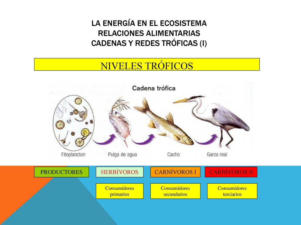 La energía en el ecosistema Relaciones alimentarias Cadenas y redes tróficas (I)