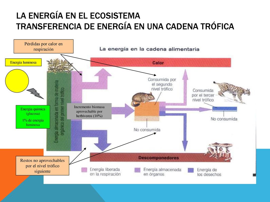 La energía en el ecosistema Transferencia de energía en una cadena trófica
