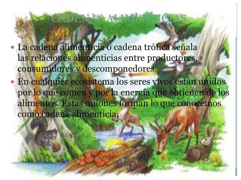 CADENAS ALIMENTICIAS. La cadena alimenticia o cadena trófica señala las relaciones alimenticias entre productores, consumidores y descomponedores.