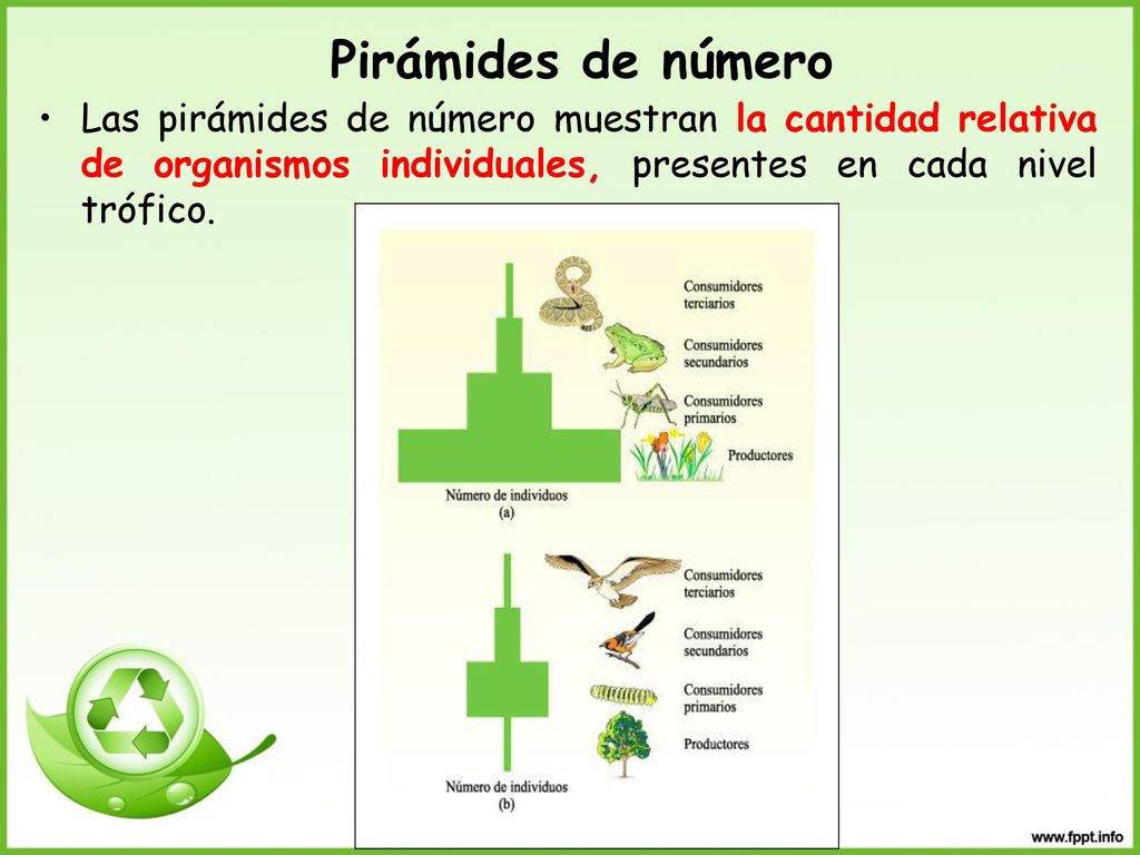 Pirámides de número Las pirámides de número muestran la cantidad relativa de organismos individuales, presentes en cada nivel trófico.