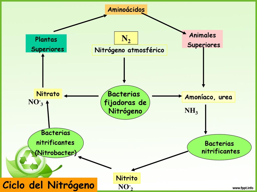 Ciclo del Nitrógeno N2 Bacterias fijadoras de NO-3 Nitrógeno NH3 NO-2