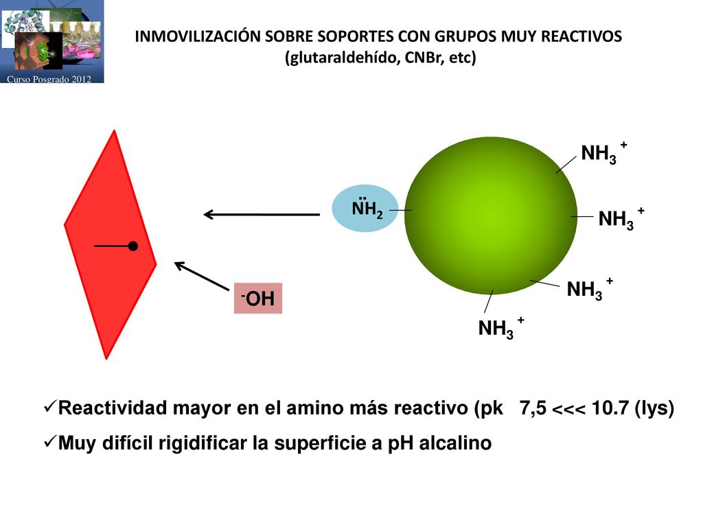 Curso Posgrado 2012 INMOVILIZACIÓN SOBRE SOPORTES CON GRUPOS MUY REACTIVOS. (glutaraldehído, CNBr, etc)