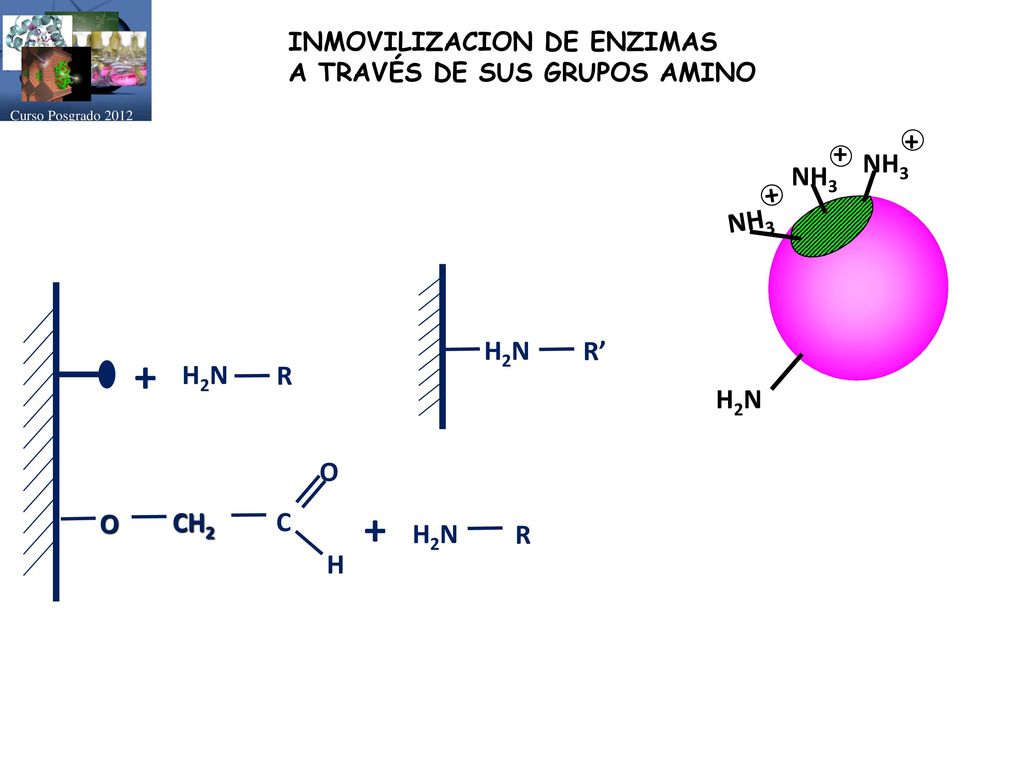 + + H2N NH3 + H2N R’ H2N R C O H O CH2 H2N R INMOVILIZACION DE ENZIMAS