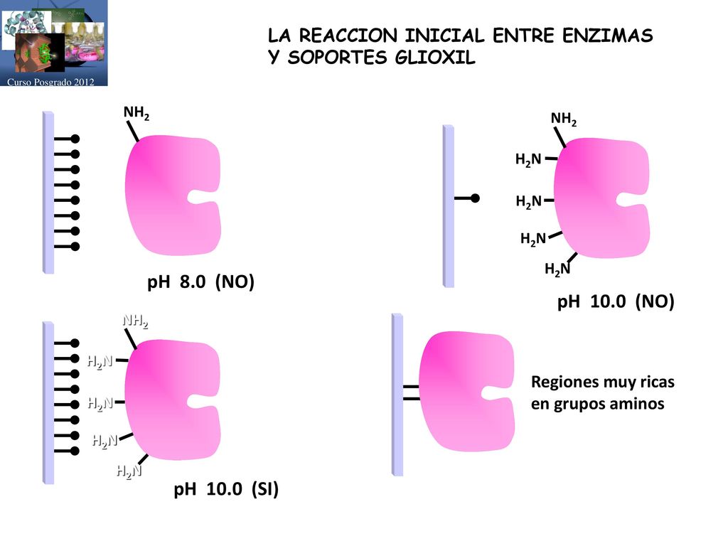 Curso Posgrado 2012 LA REACCION INICIAL ENTRE ENZIMAS. Y SOPORTES GLIOXIL. NH2. NH2. H2N. pH 8.0 (NO)
