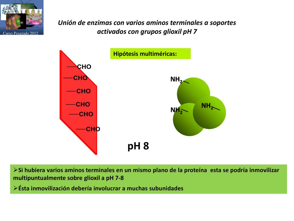 pH 8 Unión de enzimas con varios aminos terminales a soportes