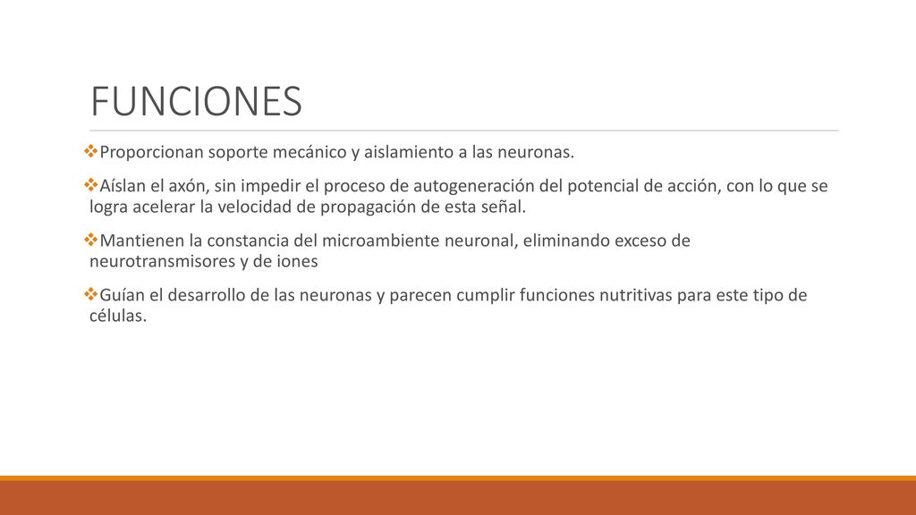 FUNCIONES Proporcionan soporte mecánico y aislamiento a las neuronas.