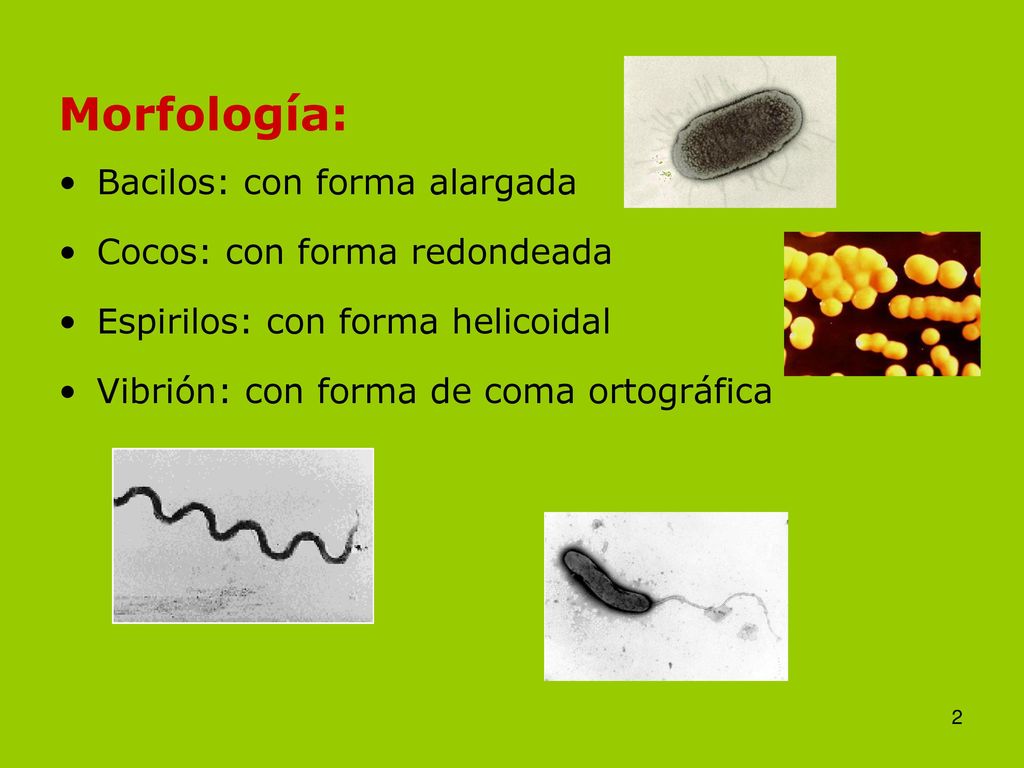 Morfología: Bacilos: con forma alargada Cocos: con forma redondeada
