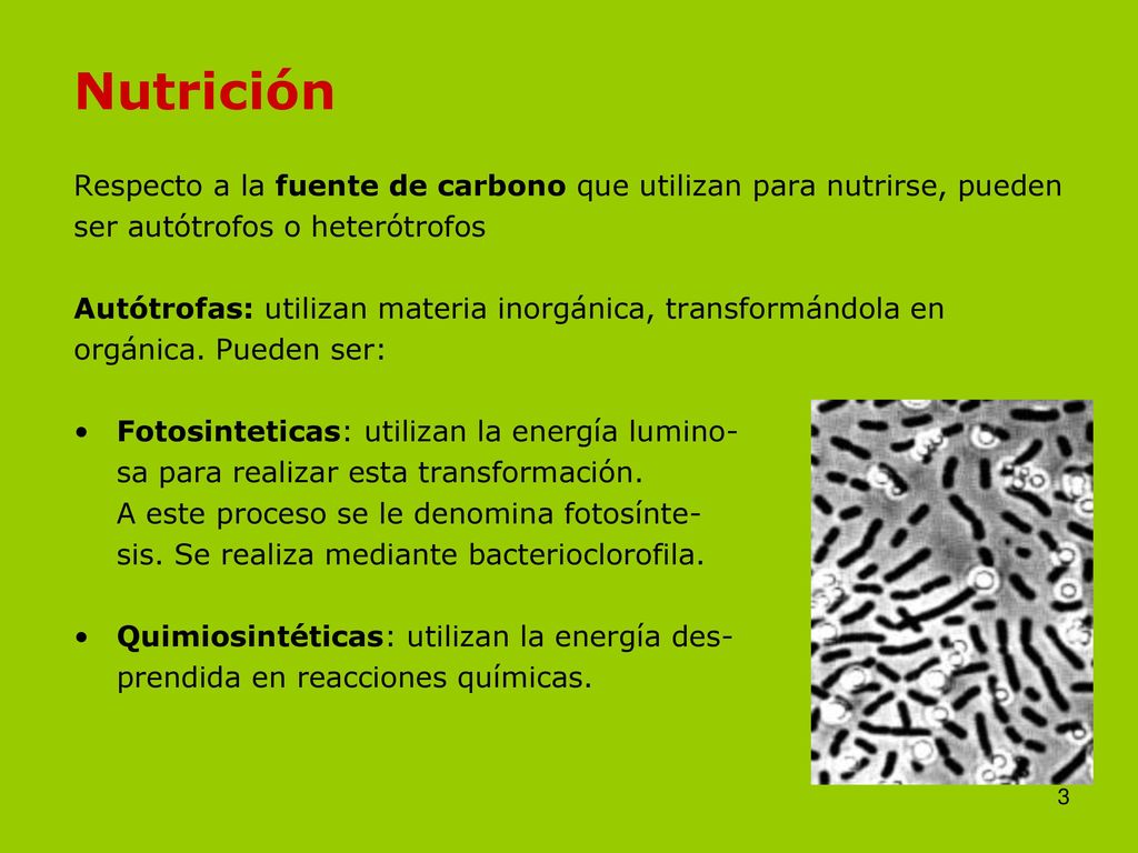 Nutrición Respecto a la fuente de carbono que utilizan para nutrirse, pueden. ser autótrofos o heterótrofos.