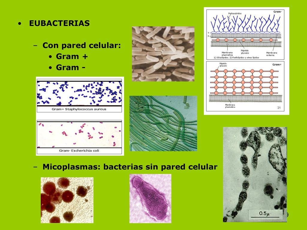 EUBACTERIAS Con pared celular: Gram + Gram - Micoplasmas: bacterias sin pared celular