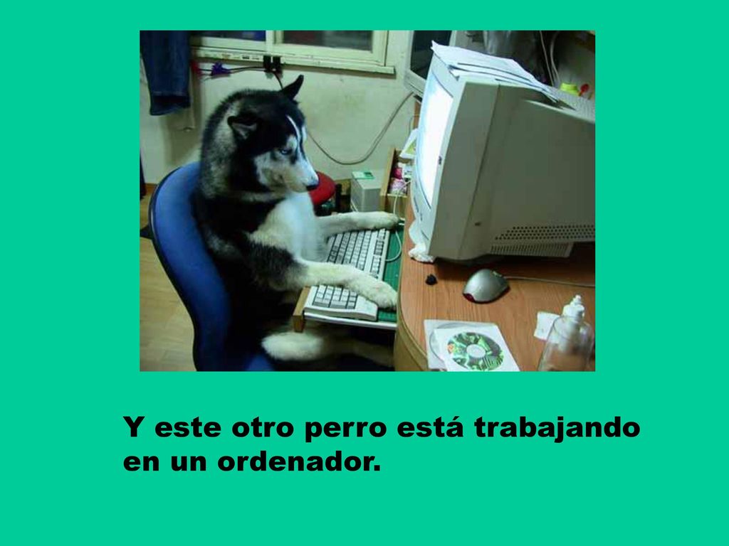 Y este otro perro está trabajando en un ordenador.