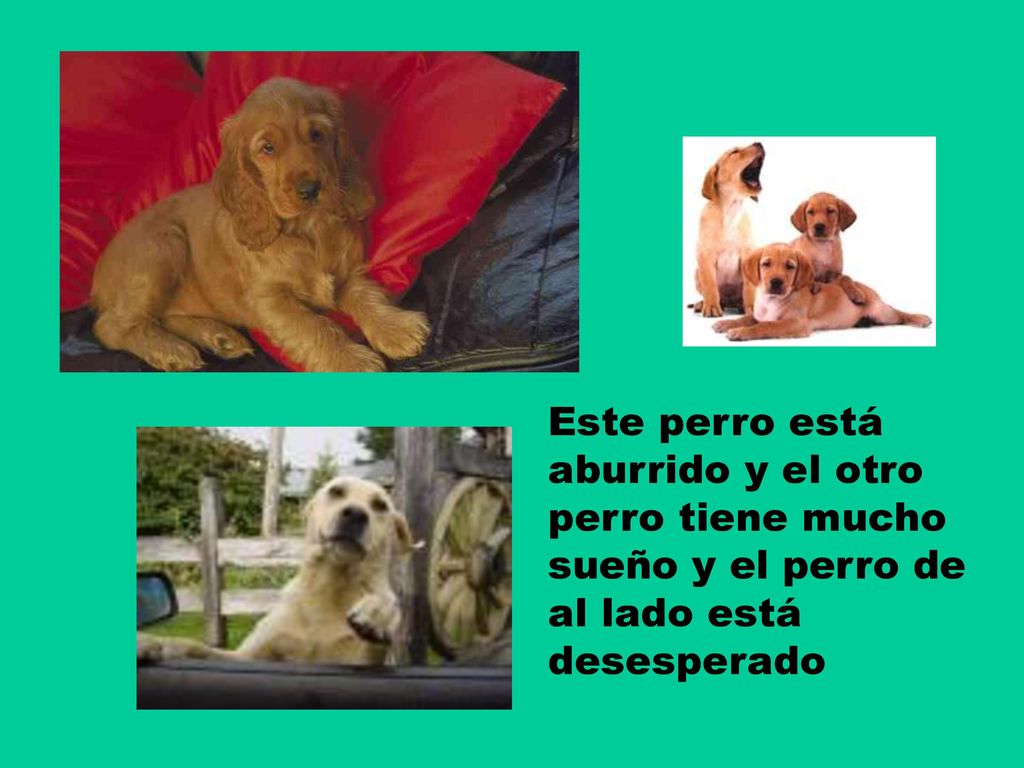 Este perro está aburrido y el otro perro tiene mucho sueño y el perro de al lado está desesperado