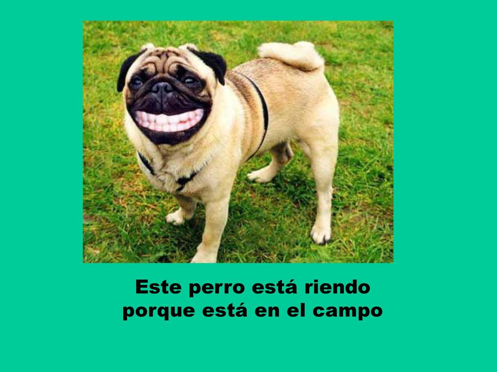 Este perro está riendo porque está en el campo