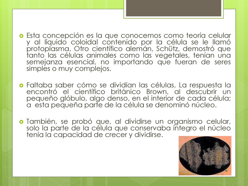 Esta concepción es la que conocemos como teoría celular y al líquido coloidal contenido por la célula se le llamó protoplasma. Otro científico alemán, Schütz, demostró que tanto las células animales como las vegetales, tenían una semejanza esencial, no importando que fueran de seres simples o muy complejos.