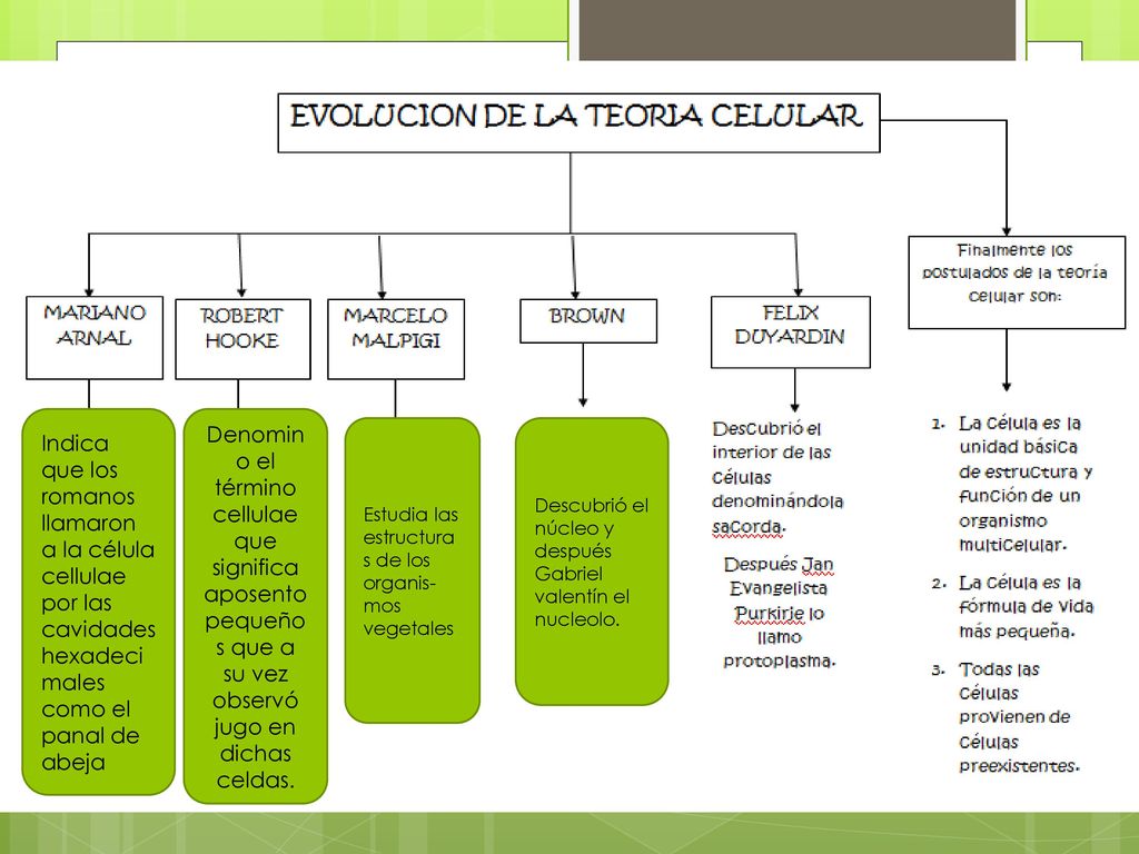 Indica que los romanos llamaron a la célula cellulae por las cavidades hexadecimales como el panal de abeja