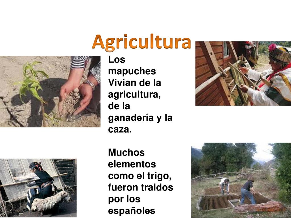 Agricultura Los mapuches Vivian de la agricultura, de la ganadería y la caza.