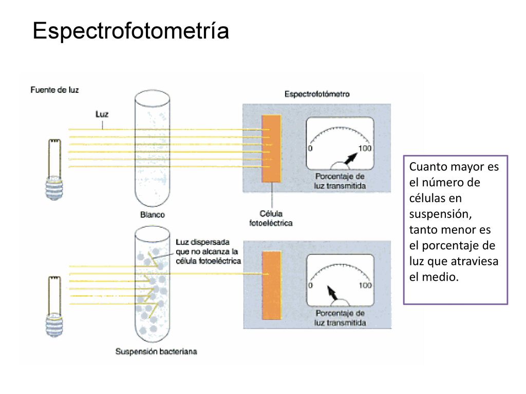 Espectrofotometría Cuanto mayor es el número de células en suspensión, tanto menor es el porcentaje de luz que atraviesa el medio.