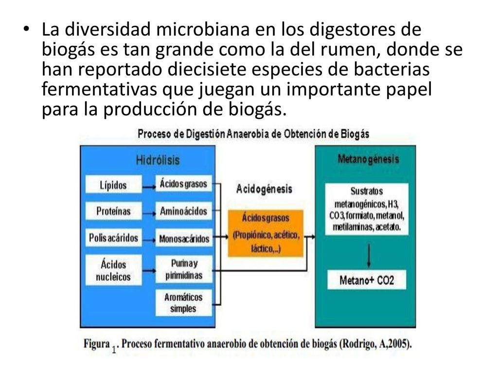 La diversidad microbiana en los digestores de biogás es tan grande como la del rumen, donde se han reportado diecisiete especies de bacterias fermentativas que juegan un importante papel para la producción de biogás.