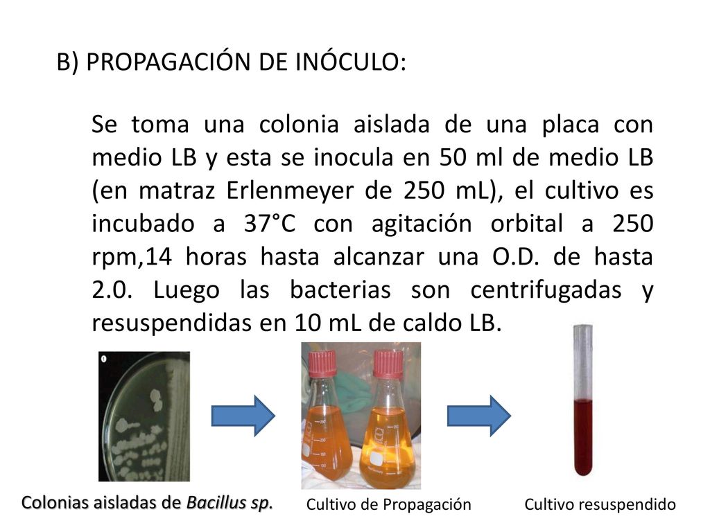 B) PROPAGACIÓN DE INÓCULO: Se toma una colonia aislada de una placa con medio LB y esta se inocula en 50 ml de medio LB (en matraz Erlenmeyer de 250 mL), el cultivo es incubado a 37°C con agitación orbital a 250 rpm,14 horas hasta alcanzar una O.D. de hasta 2.0. Luego las bacterias son centrifugadas y resuspendidas en 10 mL de caldo LB.