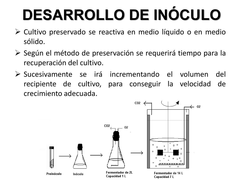 DESARROLLO DE INÓCULO Cultivo preservado se reactiva en medio líquido o en medio sólido.