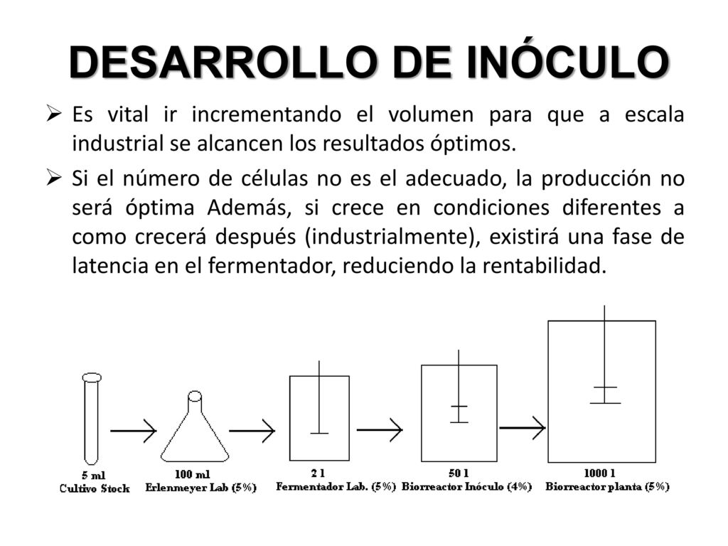 DESARROLLO DE INÓCULO Es vital ir incrementando el volumen para que a escala industrial se alcancen los resultados óptimos.