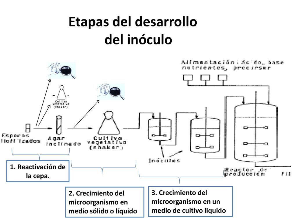 Etapas del desarrollo del inóculo 1. Reactivación de la cepa.