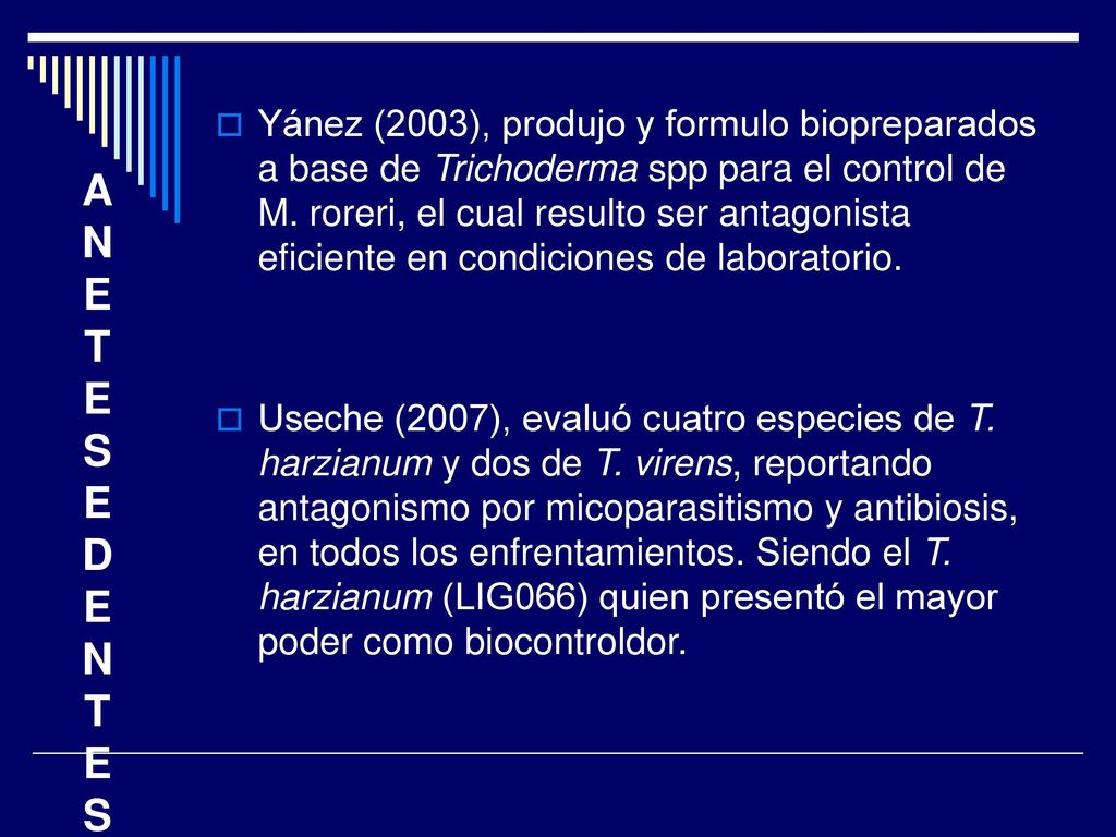 Yánez (2003), produjo y formulo biopreparados a base de Trichoderma spp para el control de M. roreri, el cual resulto ser antagonista eficiente en condiciones de laboratorio.