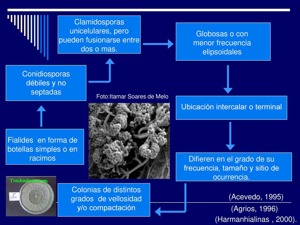 Clamidosporas unicelulares, pero pueden fusionarse entre dos o mas.