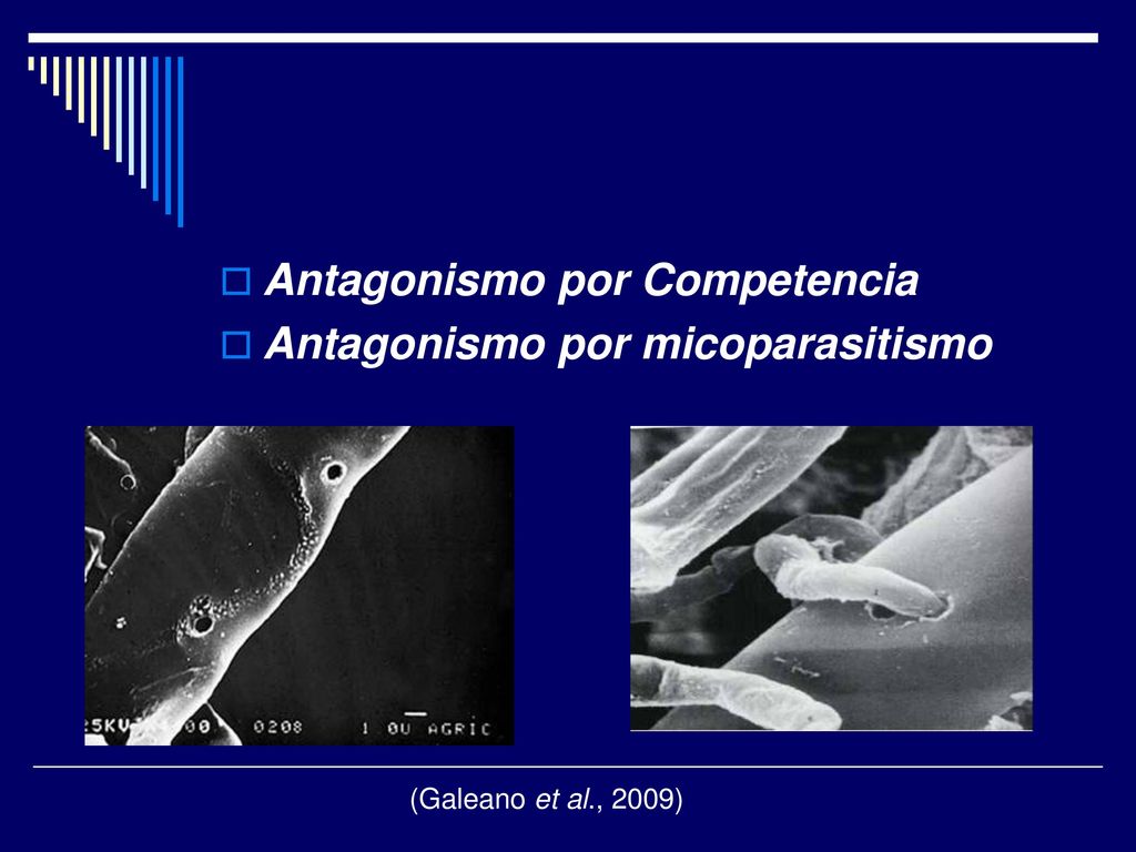 Antagonismo por Competencia Antagonismo por micoparasitismo
