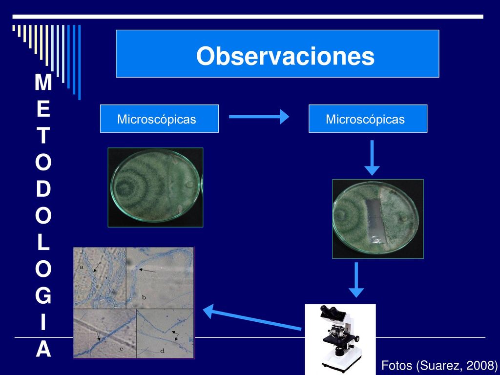 Observaciones M E T O D O L O G I A Microscópicas Microscópicas