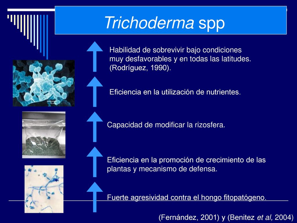Trichoderma spp Habilidad de sobrevivir bajo condiciones muy desfavorables y en todas las latitudes. (Rodríguez, 1990).