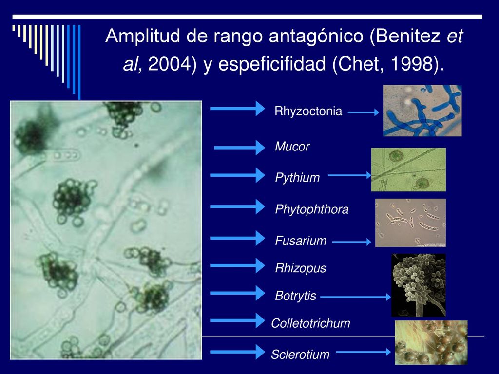 Amplitud de rango antagónico (Benitez et al, 2004) y espeficifidad (Chet, 1998).