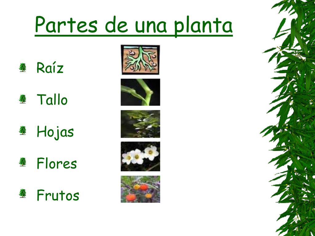 Partes de una planta Raíz Tallo Hojas Flores Frutos