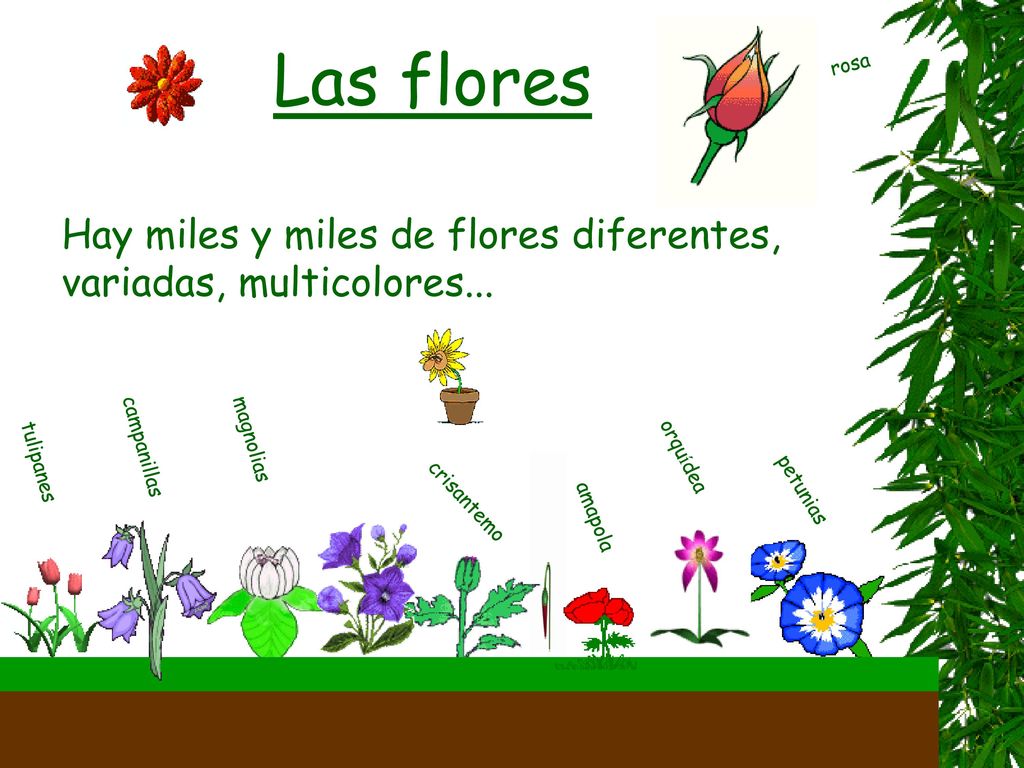 Las flores rosa. Hay miles y miles de flores diferentes, variadas, multicolores... campanillas. magnolias.
