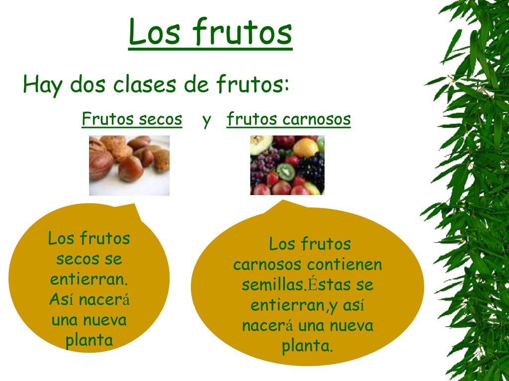 Los frutos secos se entierran. Así nacerá una nueva planta