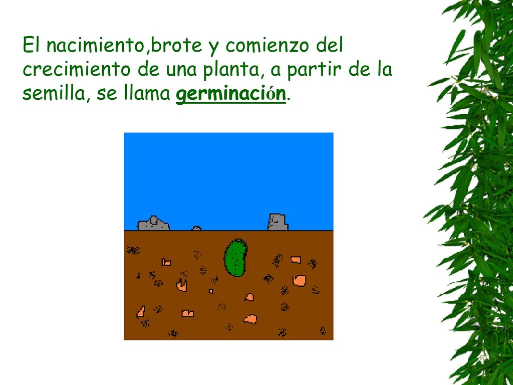 El nacimiento,brote y comienzo del crecimiento de una planta, a partir de la semilla, se llama germinación.