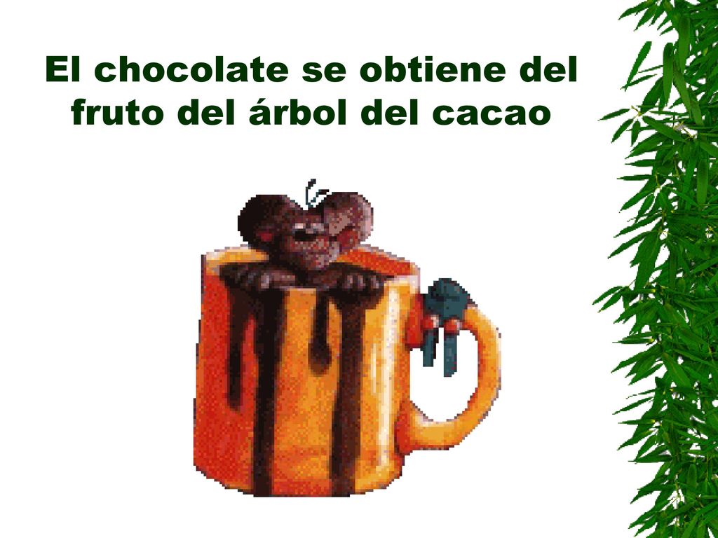 El chocolate se obtiene del fruto del árbol del cacao