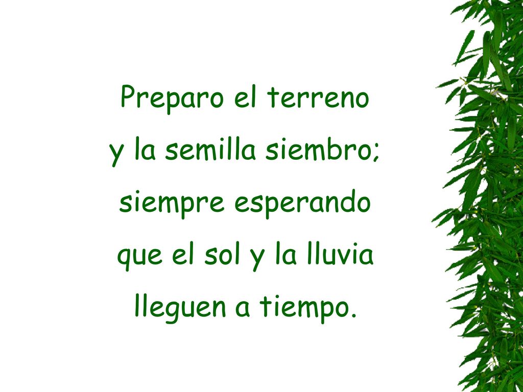 Preparo el terreno y la semilla siembro; siempre esperando que el sol y la lluvia lleguen a tiempo.