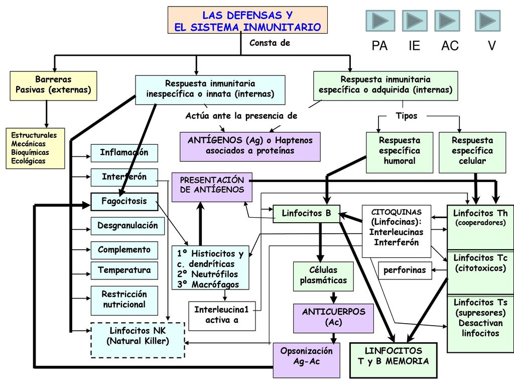 PA IE AC V LAS DEFENSAS Y EL SISTEMA INMUNITARIO Consta de Barreras