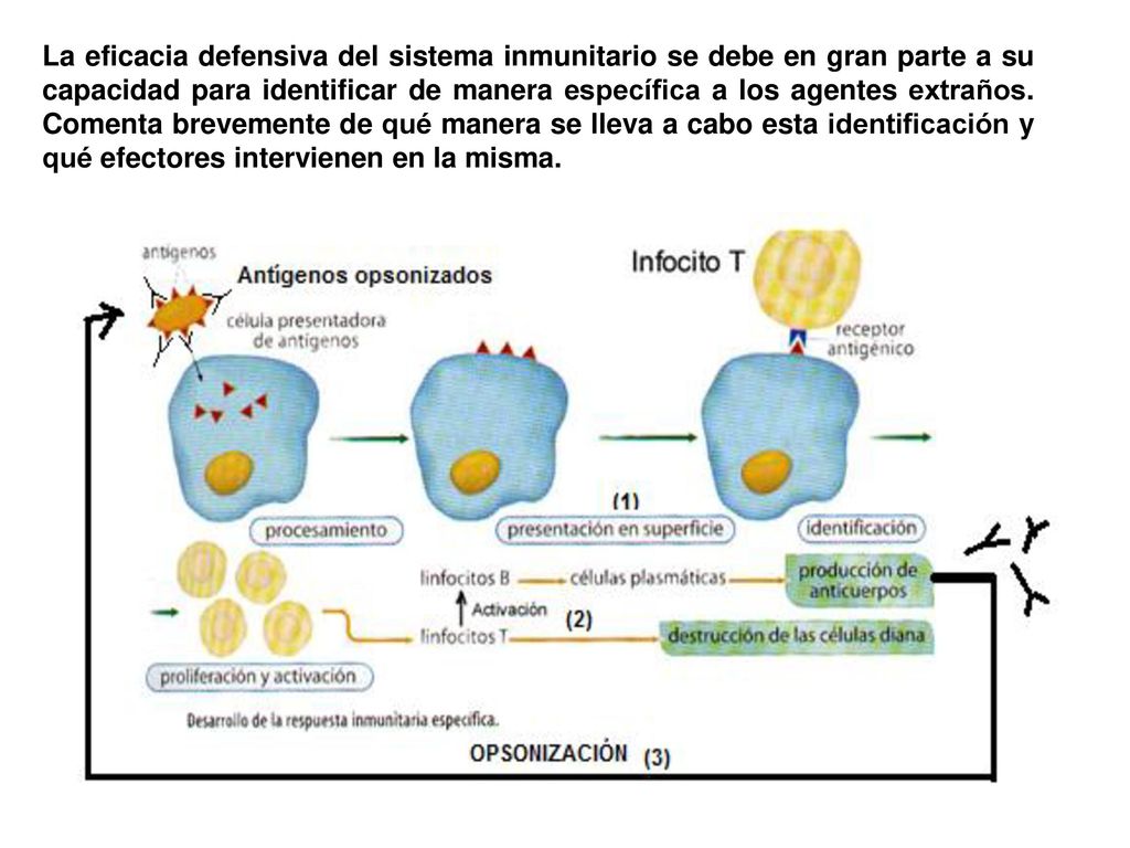 La eficacia defensiva del sistema inmunitario se debe en gran parte a su capacidad para identificar de manera específica a los agentes extraños. Comenta brevemente de qué manera se lleva a cabo esta identificación y qué efectores intervienen en la misma.