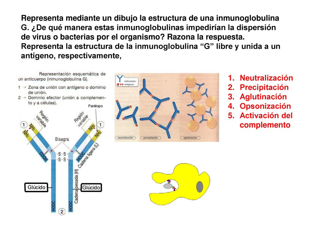 Representa mediante un dibujo la estructura de una inmunoglobulina G