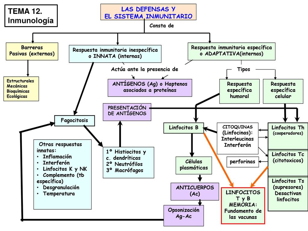TEMA 12. Inmunología LAS DEFENSAS Y EL SISTEMA INMUNITARIO Consta de