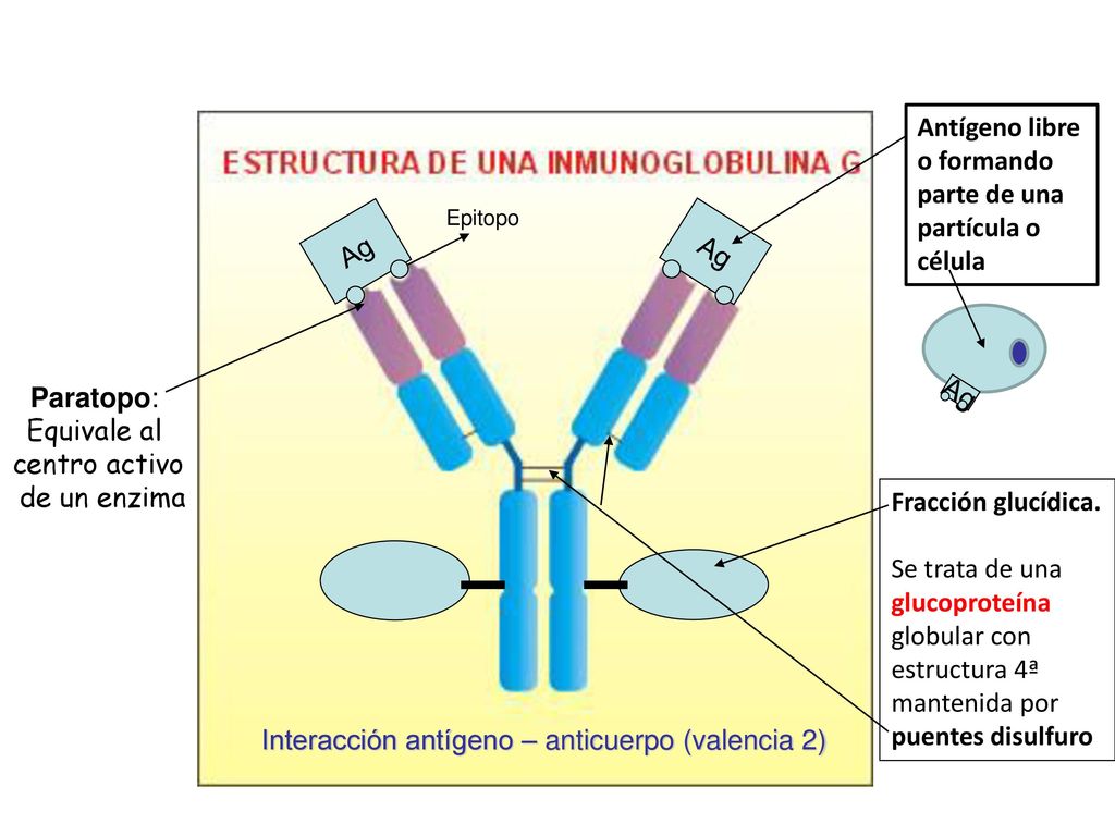 Antígeno libre o formando parte de una partícula o célula