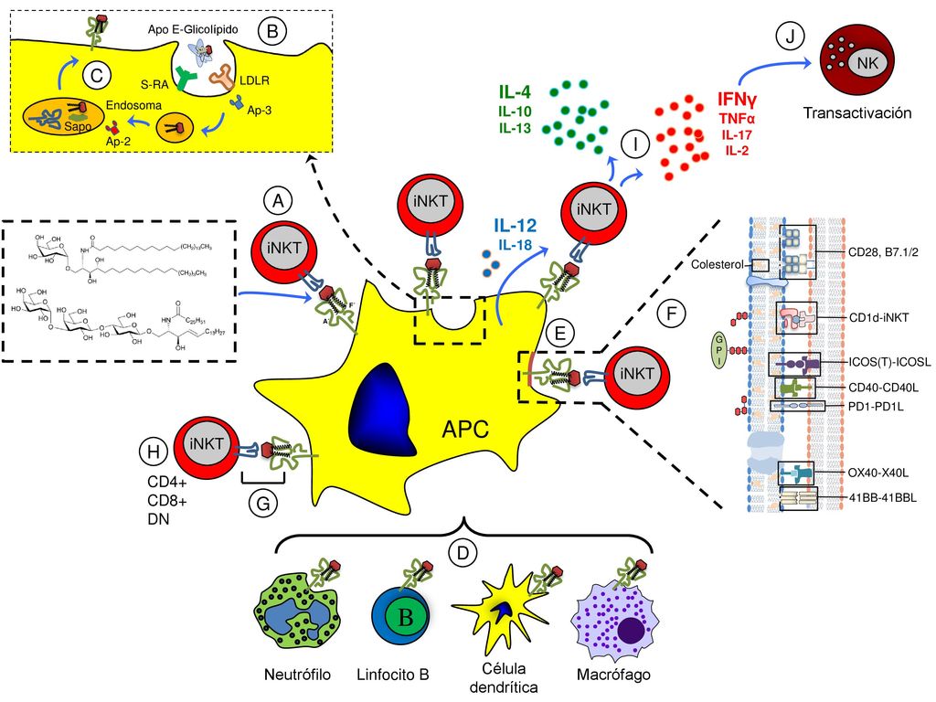 B APC B J C IL-4 IFNγ I A IL-12 F E H G D NK Transactivación iNKT iNKT
