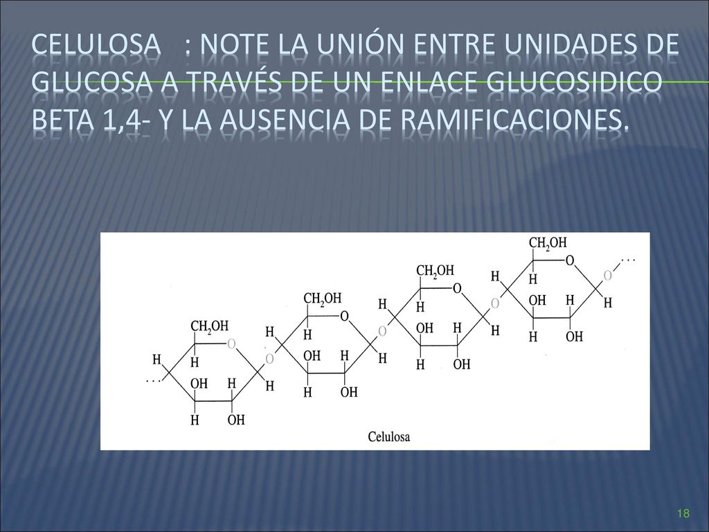 cELULOSA : note la unión entre unidades de glucosa a través de un enlace glucosidico Beta 1,4- y la ausencia de ramificaciones.